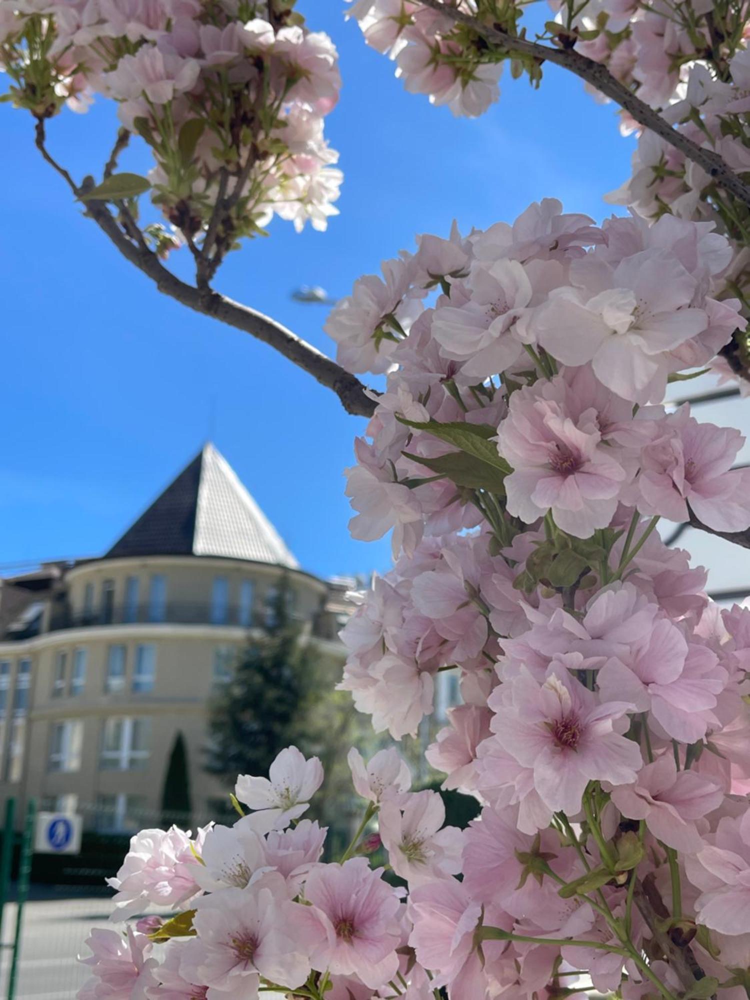 Maison Sofia - Mgallery Exteriér fotografie Cherry blossoms in the neighborhood